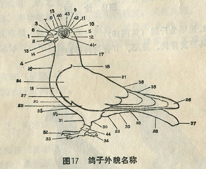 鸽子体构造及生理机能图