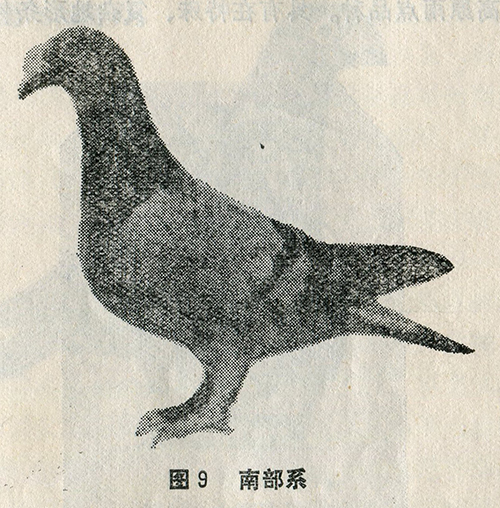 日本鸽种