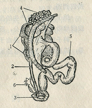 雌鸽的生殖系统 1.肾脏2.输尿管3.泄殖腔 4.卵巢5.输印管6.右输卵管的遗迹