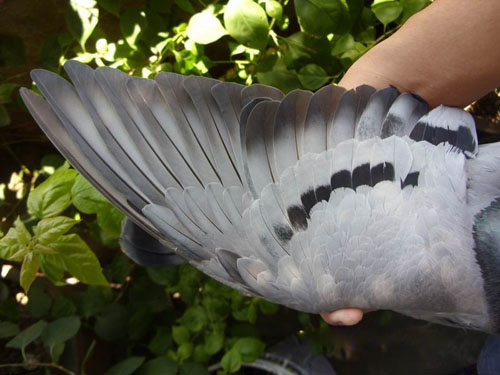 凯鸽和你分享，拥有柔滑，丰满羽质的秘密