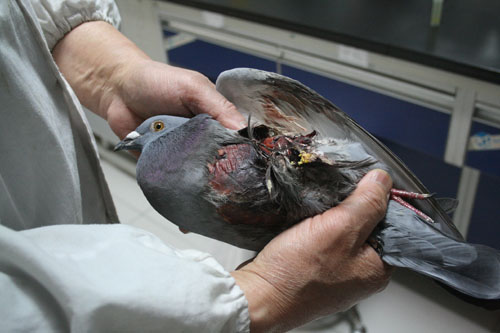 爱心人士送受伤赛鸽来赛鸽医院治疗