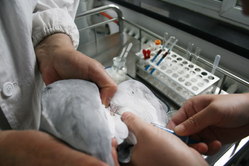 鸽子,抗体检测