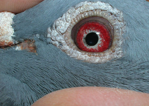 赛鸽,眼睛,赛鸽眼睛