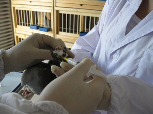 凯鸽鸽药疫苗知识