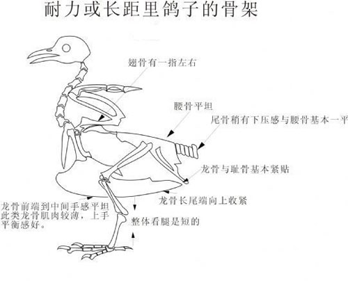     凯鸽赛鸽医院之鸽子生理解剖学（一）