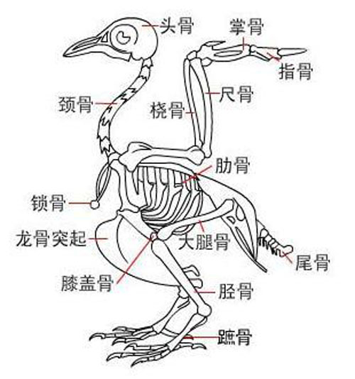     凯鸽赛鸽医院之鸽子生理解剖学（一）