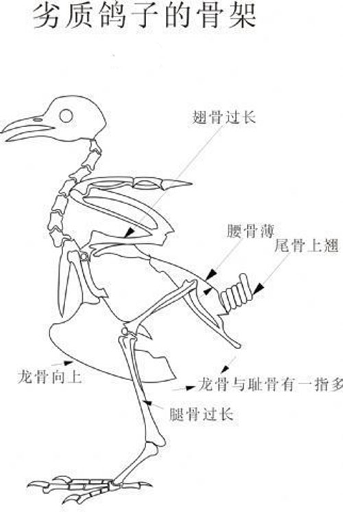      凯鸽赛鸽医院之鸽子生理解剖学（一）