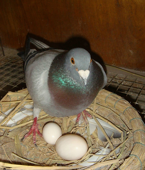 凯鸽鸽药：赛鸽死胎蛋的原因及预防办法