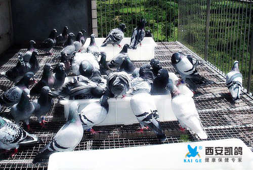 赛鸽如何安全度过热应激和持续高温天气？