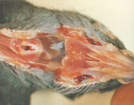鸽子疾病——念珠菌症