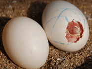 凯鸽鸽药和您分享如何防止出现软壳蛋