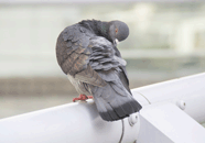 鸽子常见体外寄生虫的危害及防治