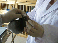 鸽子在打疫苗前后应该注意的问题