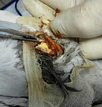 赛鸽医院腹部撞伤感染鸽手术案例