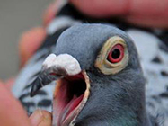 凯鸽鸽药分享鸽子黑舌尖的预防和治疗