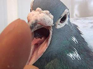 鸽子呼吸道疾病的致病因素与预防